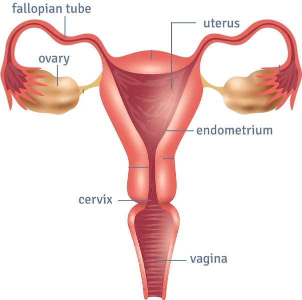 Ciclo menstrual: como ocorre a menstruação