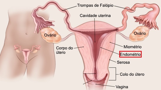 Como diminuir o fluxo menstrual. Será que dá?