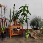 Exposição de Plantas trazidas da África
